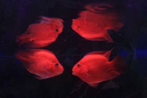 血鸚鵡混養金魚|血鸚鵡的飼養教程(上)